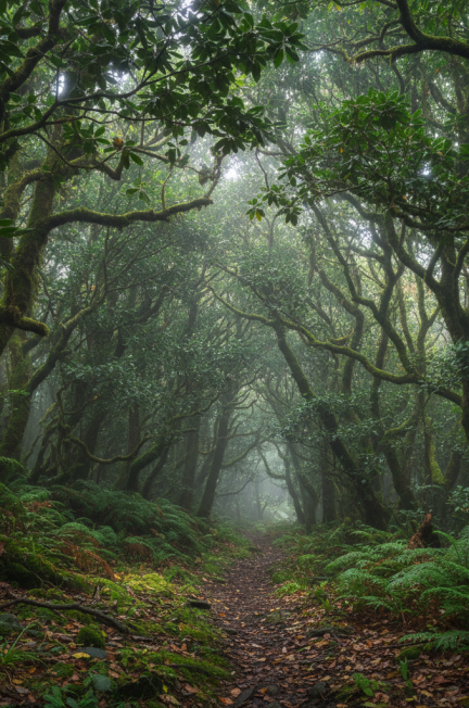 Image pour foret laurifere