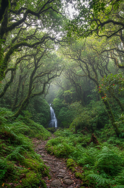 Image pour foret laurifere