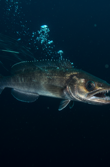 Image pour sabre noire poisson