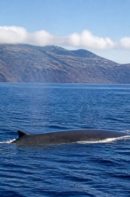 Baleines madere : où et quand les observer à Madère