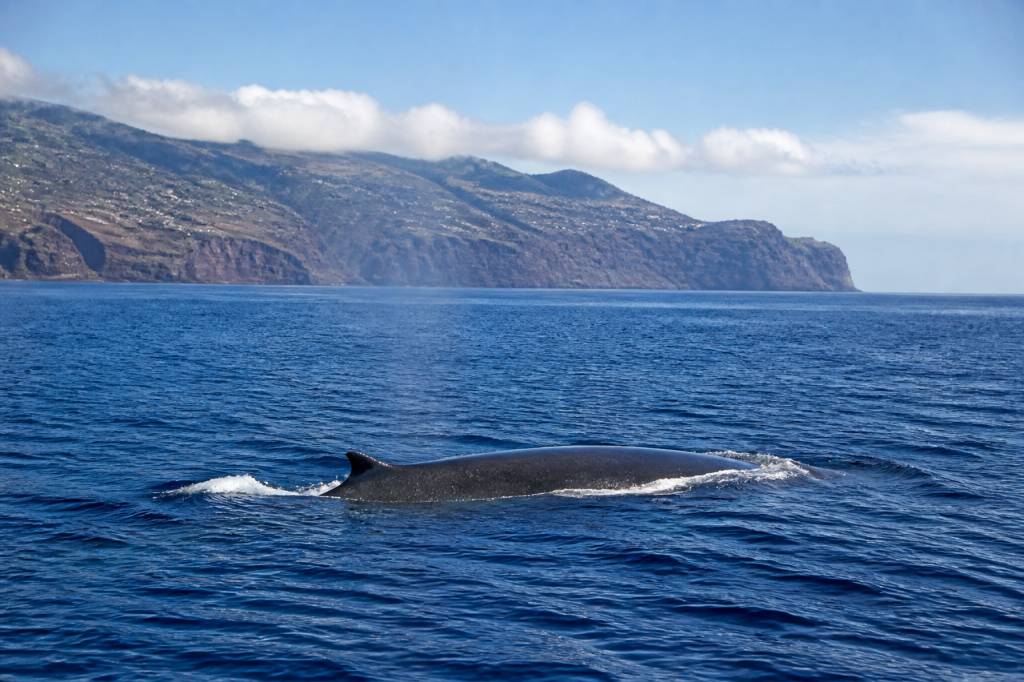 Baleines madere : où et quand les observer à Madère