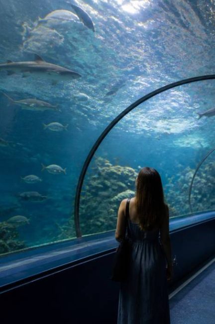 Aquario da madeira : guide complet pour visiter l’aquarium de Madère