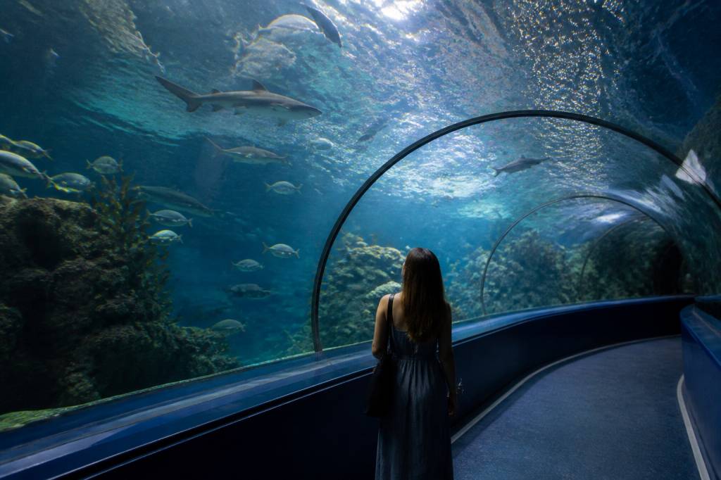 Aquario da madeira : guide complet pour visiter l’aquarium de Madère