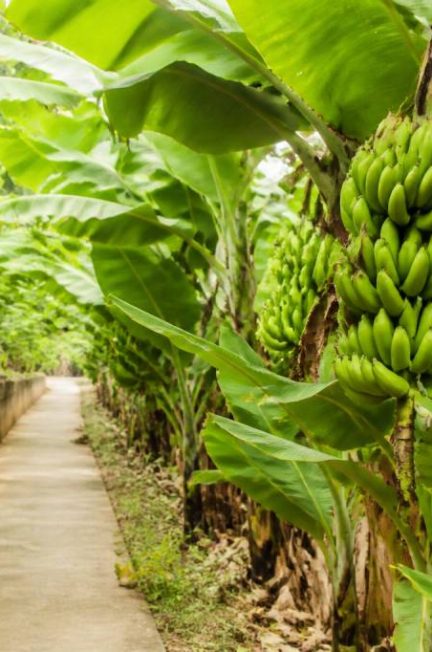 Bananeraie madere : découvrir les plantations de bananes à Madère
