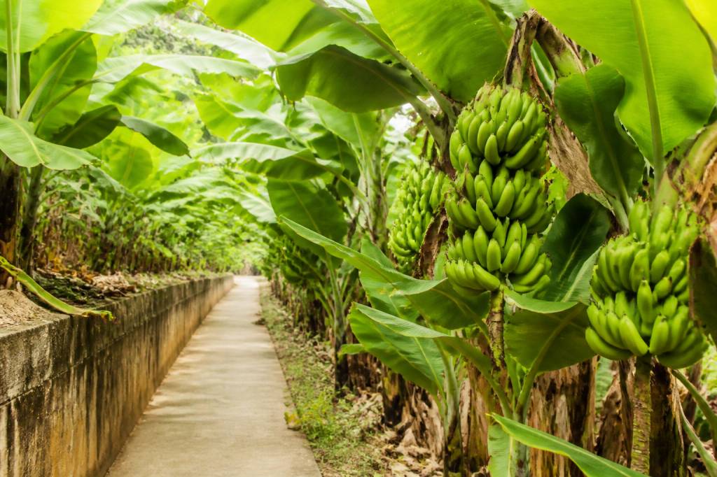 Bananeraie madere : découvrir les plantations de bananes à Madère
