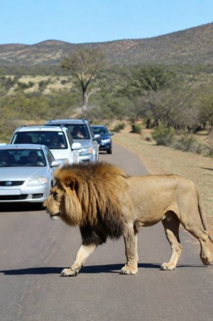 Afrique du sud : parc animalier à visiter
