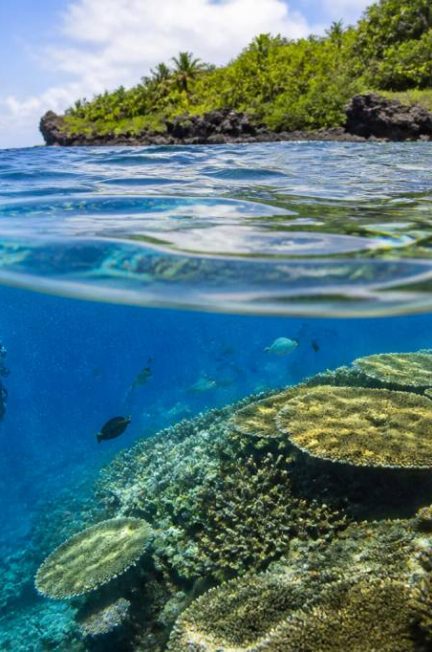 Apo reef philippines : guide complet pour découvrir ce site de plongée