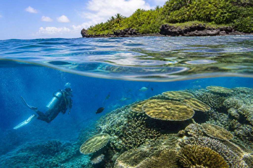 Apo reef philippines : guide complet pour découvrir ce site de plongée