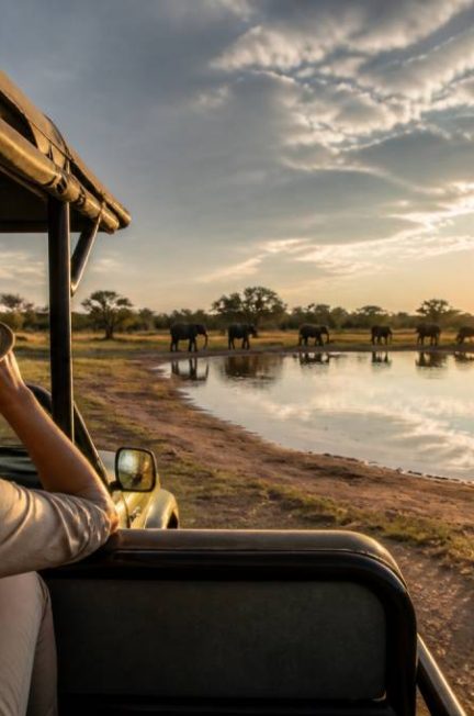 Safari au botswana prix : les tarifs à connaître avant de partir