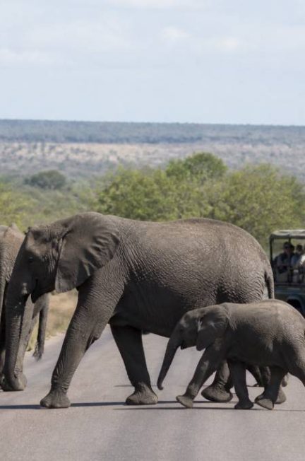 Afrique du sud parc Kruger carte : itinéraires, zones à visiter et conseils pratiques