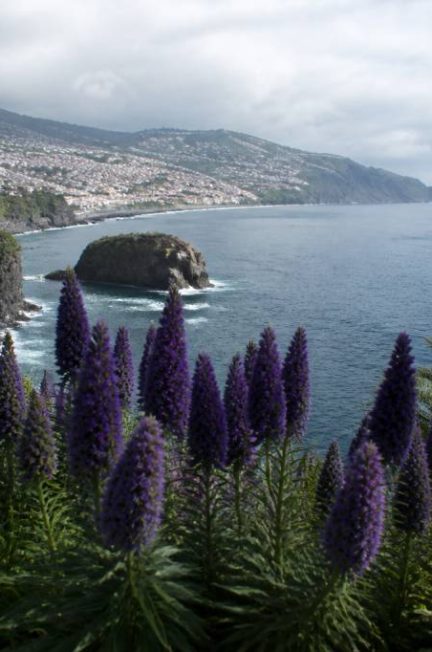 Madeira Portugal February weather : quel temps fait-il à Madère en février ?