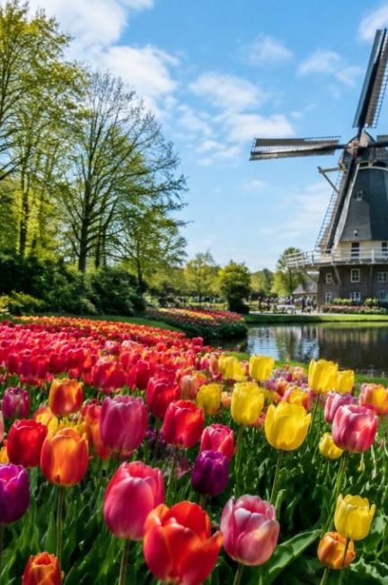 Amsterdam saison des tulipes : guide pour découvrir les plus beaux jardins fleuris
