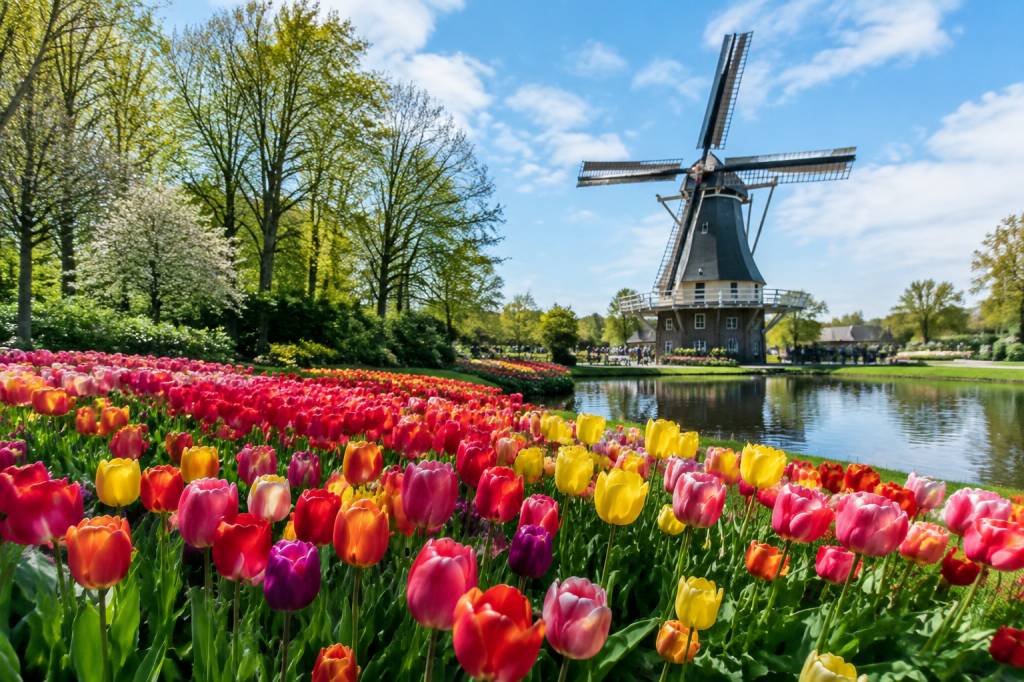 Amsterdam saison des tulipes : guide pour découvrir les plus beaux jardins fleuris